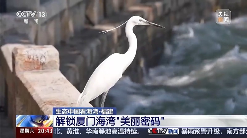 保护潮起潮落间的美丽！看，这是建设海湾的“硬核”实力