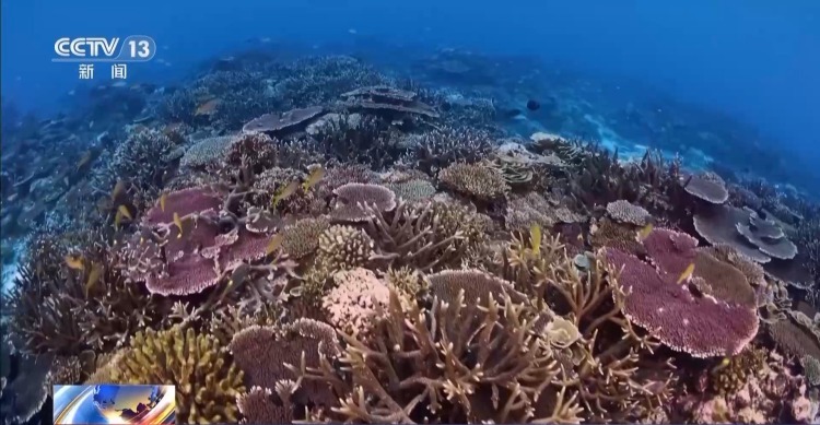 海湾“变美”关键在哪？看中国方案呵护一抹蔚蓝