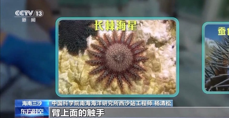 海湾“变美”关键在哪？看中国方案呵护一抹蔚蓝