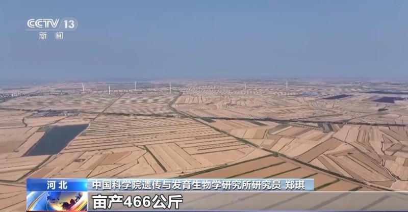 盐分降一半多 产量涨25% 看盐碱地如何变身“丰收田”