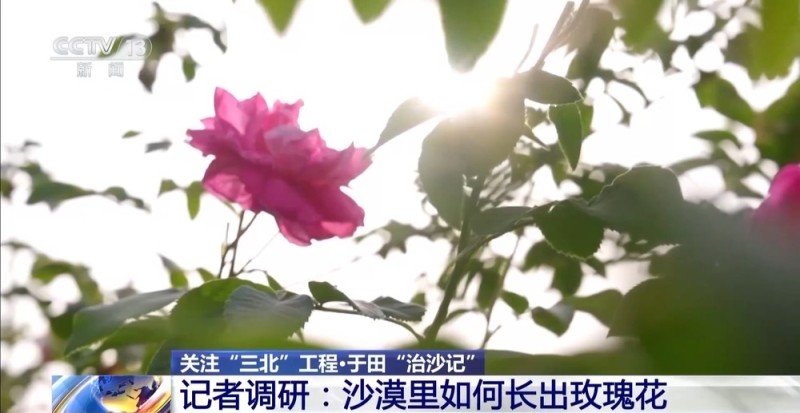 “点沙成金” 玫瑰征服塔克拉玛干 村民日入千元