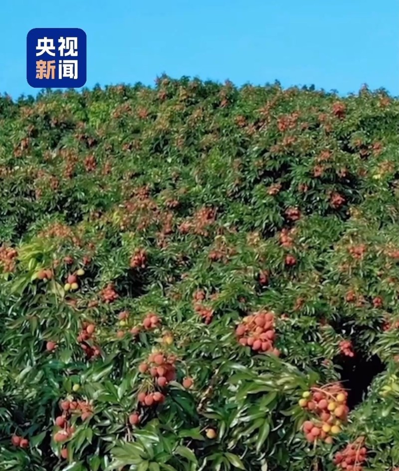 “粤”上新台阶丨水果千千万  广东人为何“独宠”荔枝？