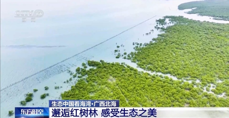 海湾“变美”关键在哪？看中国方案呵护一抹蔚蓝
