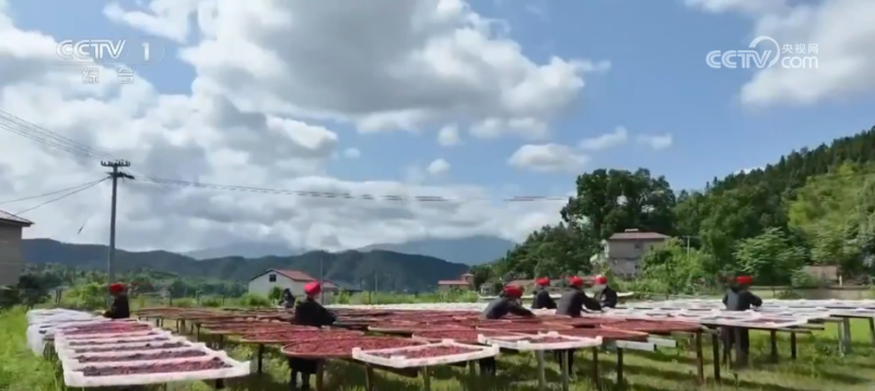 万物至盛 欣欣向荣 希望的田野上奏响丰收“欢歌”