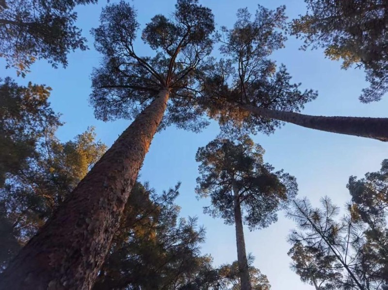 风景如何变场景――探析吉林“赏花游”的流量密码