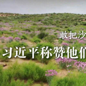 学习·故事丨敢把沙漠变绿洲 习近平称赞他们是新时代的愚公
