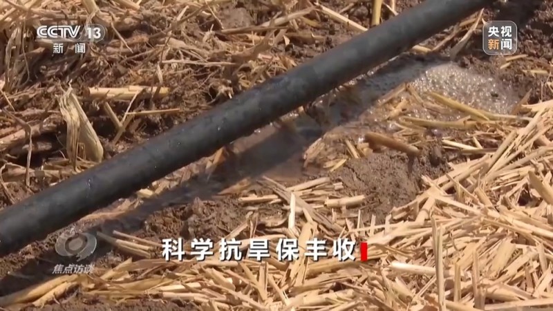 焦点访谈丨“一喷三防”、水肥一体化滴灌 我国夏粮产区抗旱有妙招