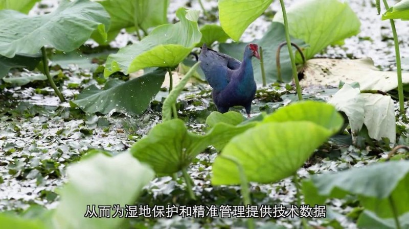 新华视点丨守护鸟类家园 共绘生态蓝图