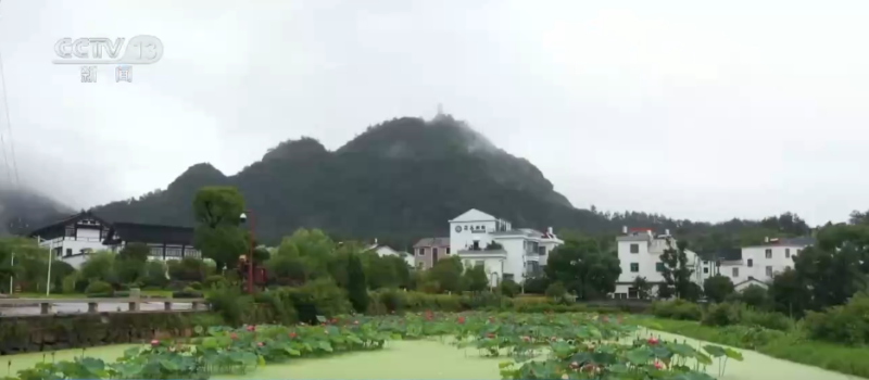 林下经济“点绿成金” “林+”模式为乡村振兴增添绿色动能