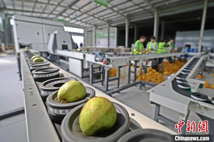 湖北枝江：以“梨”为媒铺就乡村振兴路