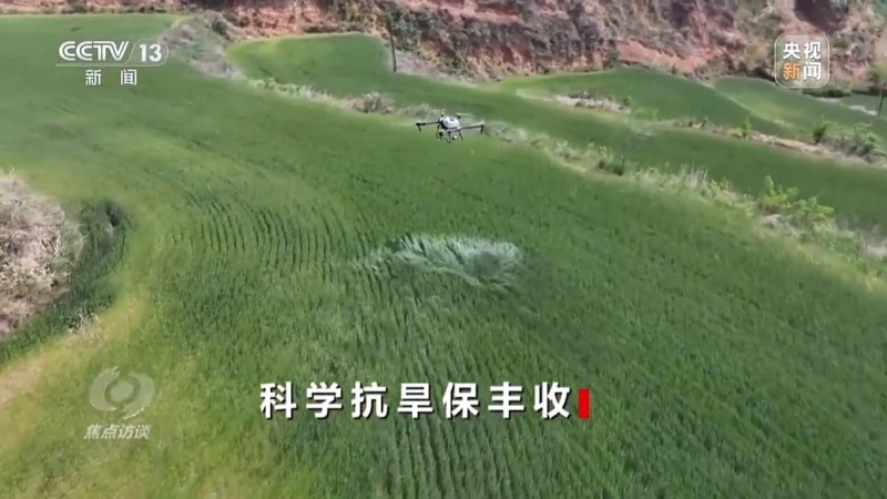 焦点访谈丨“一喷三防”、水肥一体化滴灌 我国夏粮产区抗旱有妙招