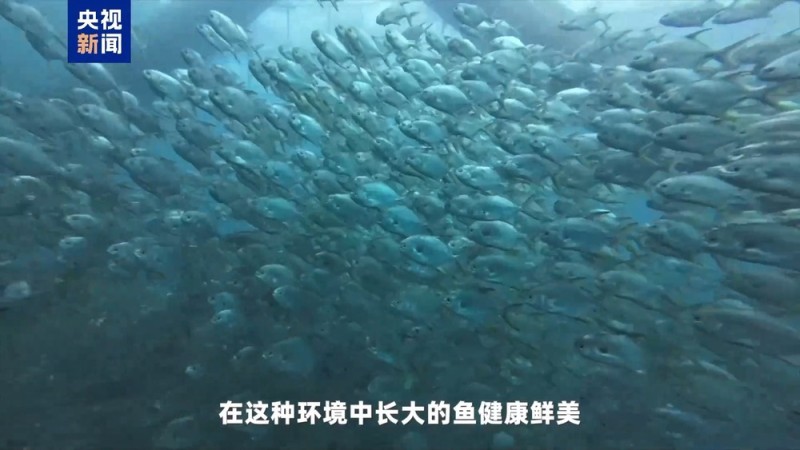 湾区速评丨大湾区发展海洋经济 这件“小事”为何这么关键？