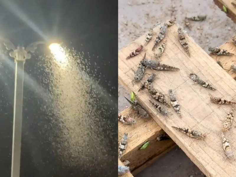 7点出发丨内蒙古一地夜间突现大量蝗虫！当地回应→