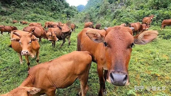 宋朝不可以随便杀牛,为什么“好汉们”却总能吃到牛肉?