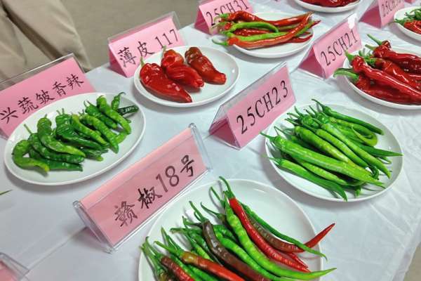活力中国调研行｜江西高安：这一口辣是乡村产业振兴的幸福滋味
