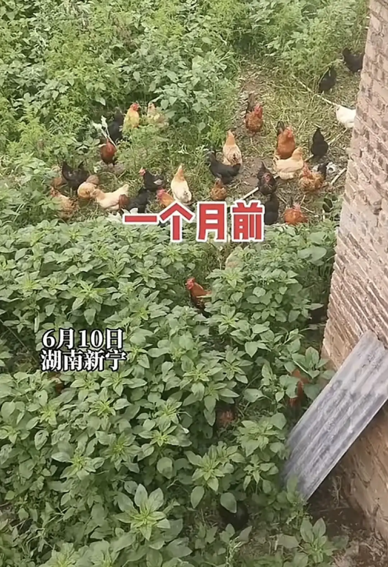 瞎扯 · 鸡那么脏,那为啥鸡巢几乎没有蟑螂?