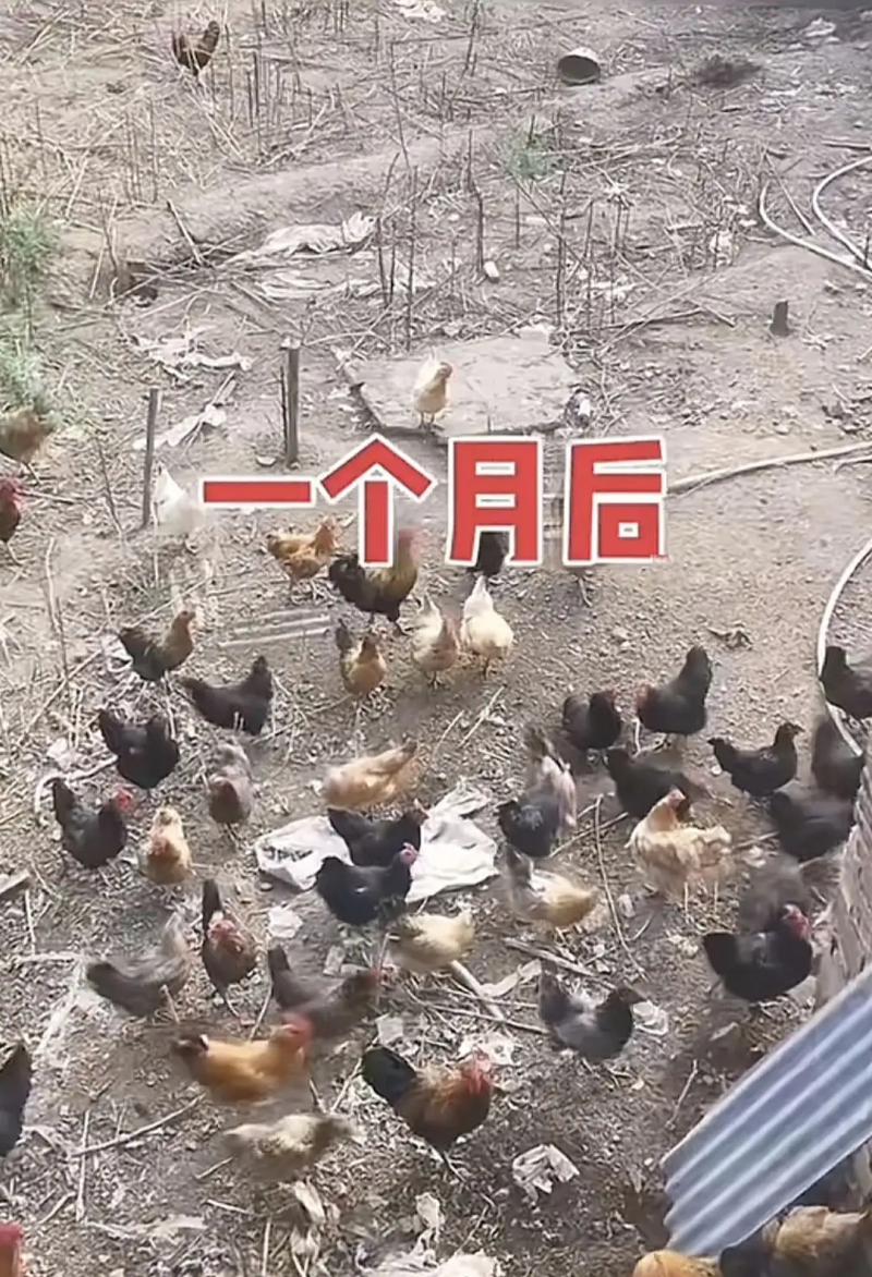 瞎扯 · 鸡那么脏,那为啥鸡巢几乎没有蟑螂?