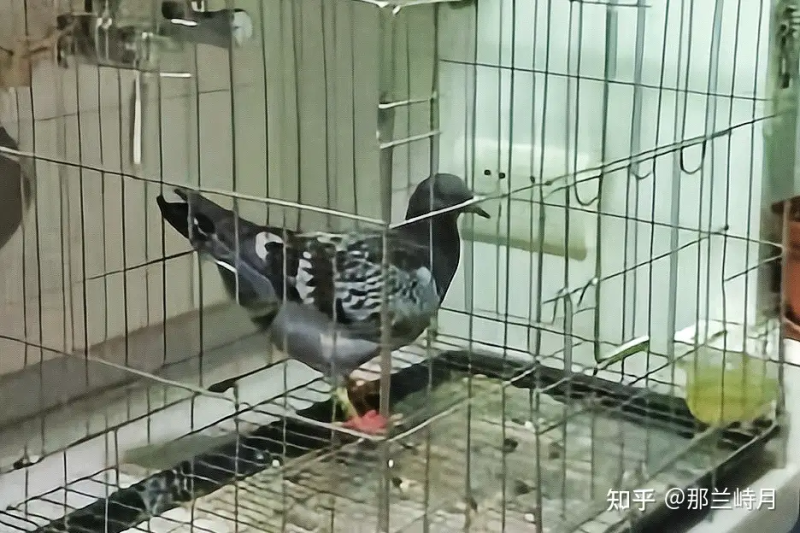 瞎扯 · 鸡那么脏,那为啥鸡巢几乎没有蟑螂?