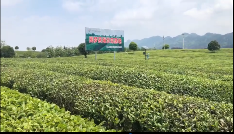 “云养经济”系列报道之三：梦碎“万亩茶海”