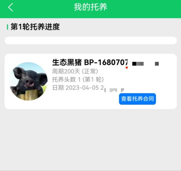 “云养经济”系列报道之四：“认养黑猪”传销骗局调查