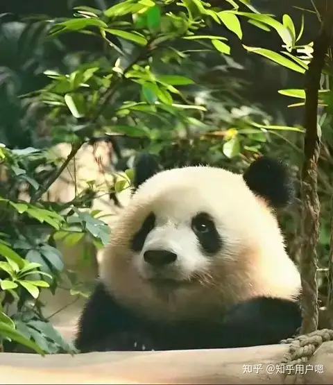 瞎扯 · 高知老人带娃是什么体验?