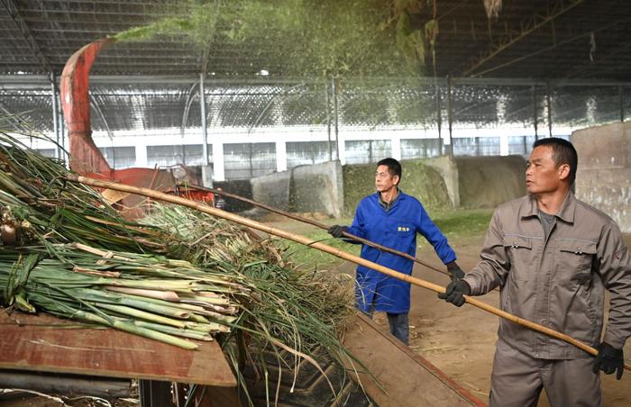 习近平总书记关切事|一根甘蔗“两头甜”——把地方特色产业做优做强之一