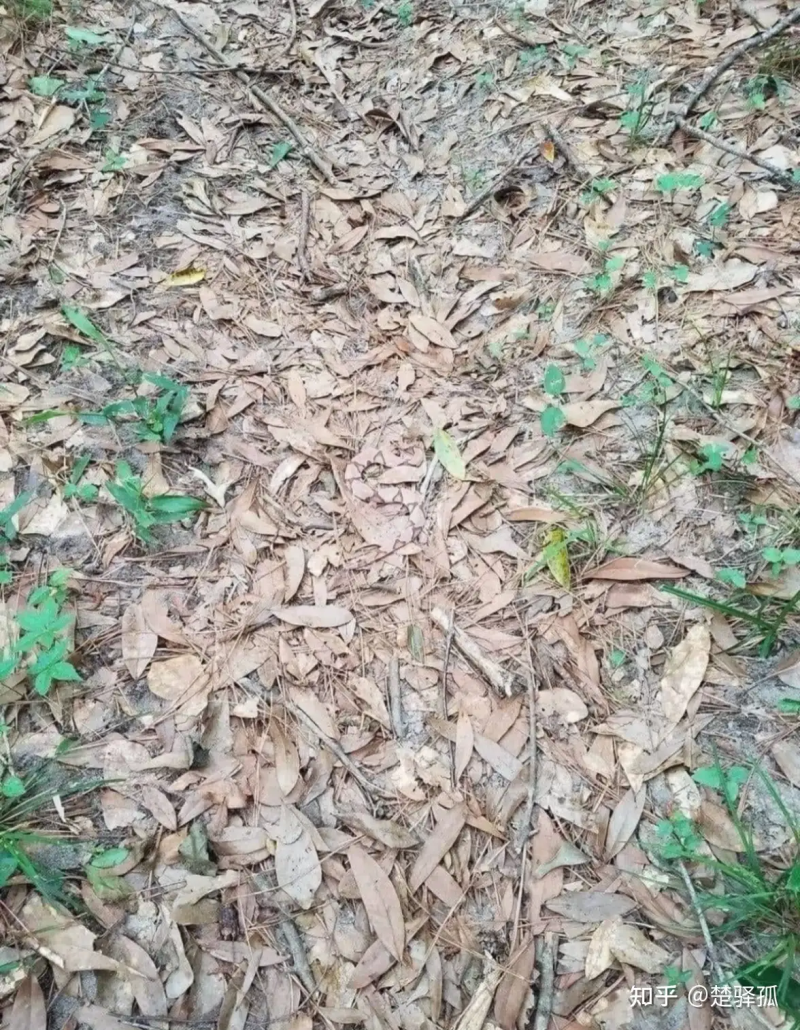 瞎扯 · 广东历史第一伟人是谁？