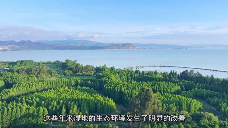 新华视点丨守护鸟类家园 共绘生态蓝图