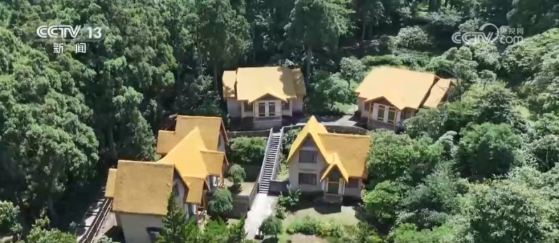 林下经济“点绿成金” “林+”模式为乡村振兴增添绿色动能