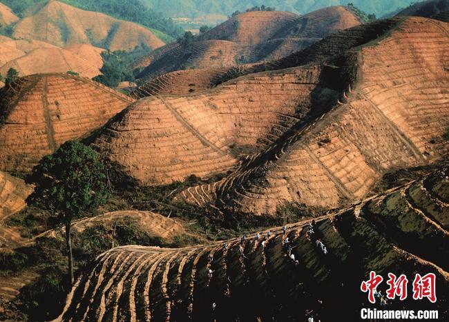 从荒山到林海 广东续写“岳山造林”绿美新篇章