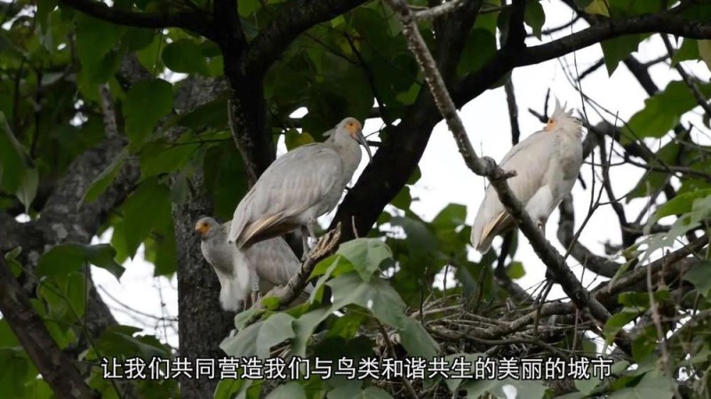 新华视点丨守护鸟类家园 共绘生态蓝图
