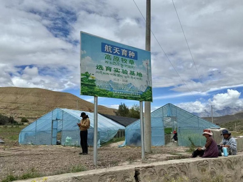 辉煌60年・我们的家园｜“天选之种”在西藏错那种出绿色奇迹