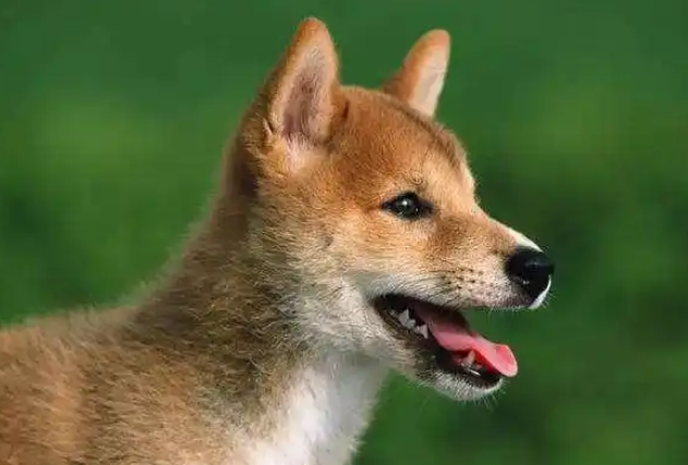 多地官宣：解禁！中华田园犬终获身份