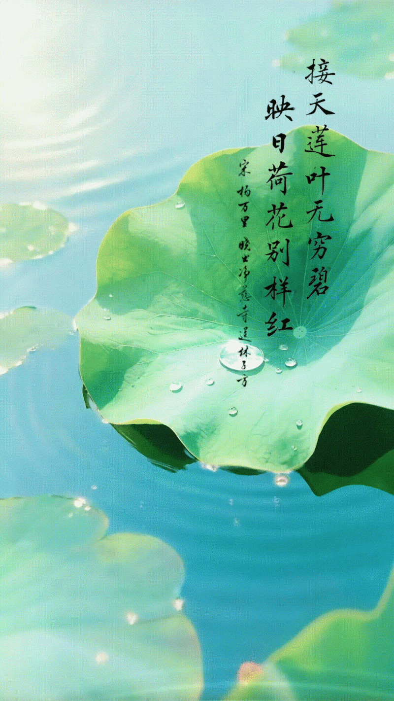 文化中国行・人间好时节｜大暑：清风拂夏 荷香满塘