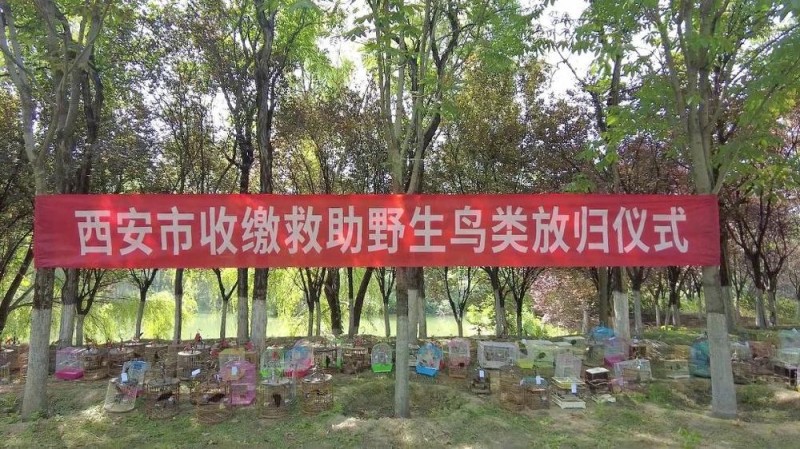 新华视点丨守护鸟类家园 共绘生态蓝图