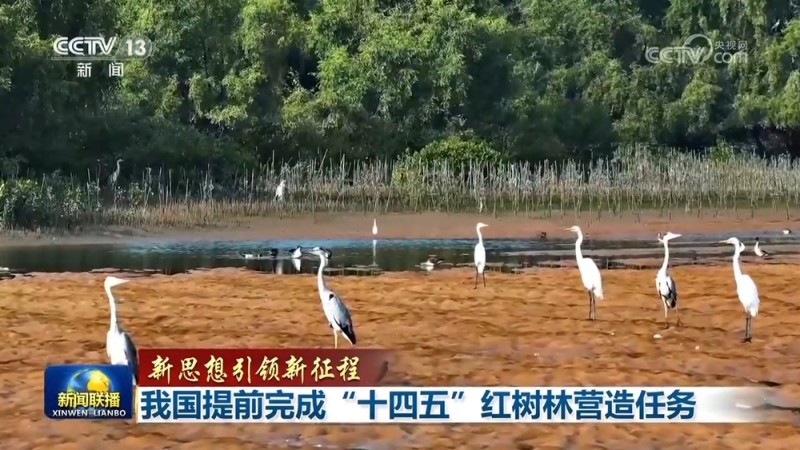 【新思想引领新征程】我国提前完成“十四五”红树林营造任务