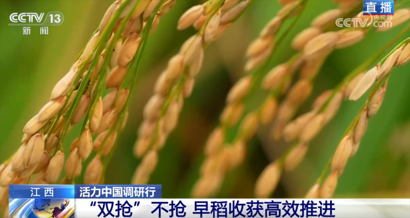 良机良种良技绘就早稻好“丰”景 “新农人”正逐渐成为“兴农人”