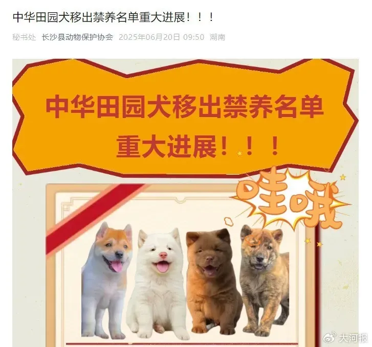 多地官宣：解禁！中华田园犬终获身份