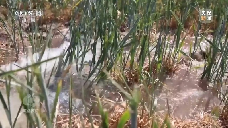 焦点访谈丨“一喷三防”、水肥一体化滴灌 我国夏粮产区抗旱有妙招