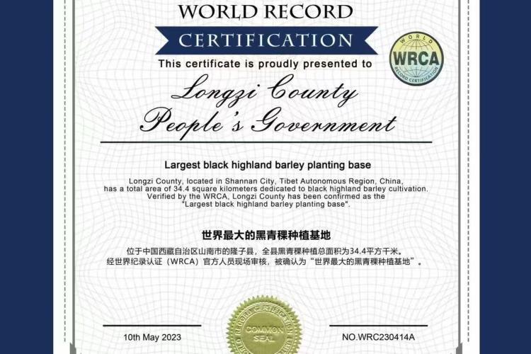 辉煌60载 魅力新西藏丨从“黄沙窝”到“绿长城” 世界最大人工沙棘林在雪域高原上书写生态奇迹