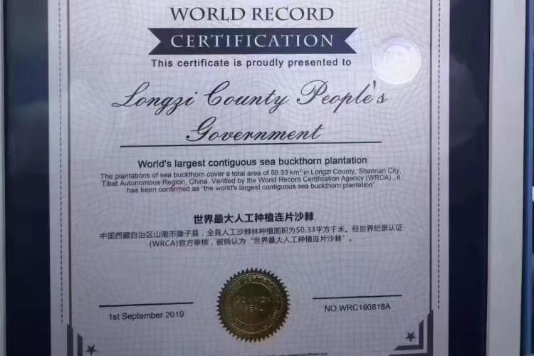 辉煌60载 魅力新西藏丨从“黄沙窝”到“绿长城” 世界最大人工沙棘林在雪域高原上书写生态奇迹