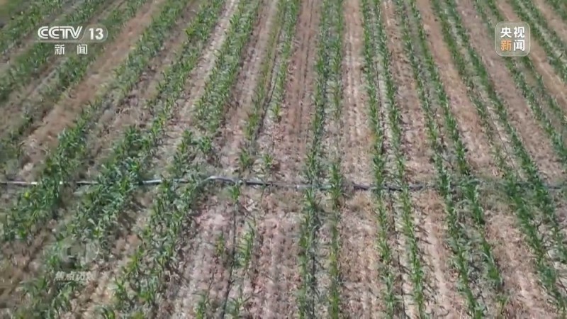 焦点访谈丨“一喷三防”、水肥一体化滴灌 我国夏粮产区抗旱有妙招