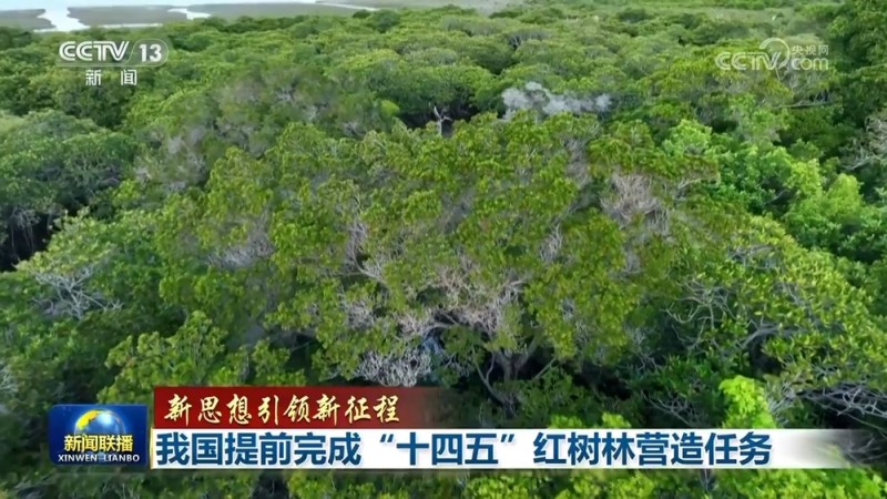 【新思想引领新征程】我国提前完成“十四五”红树林营造任务