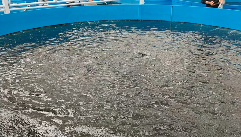 活力中国调研行丨来到这家“植物工厂”，就知道智慧农业究竟有多炫酷
