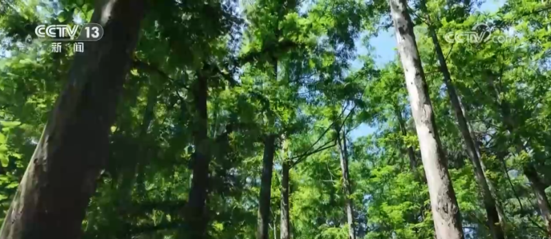 林下经济“点绿成金” “林+”模式为乡村振兴增添绿色动能