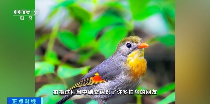 “观鸟”“拍鸟”受青睐 热门摄影器材销量攀升