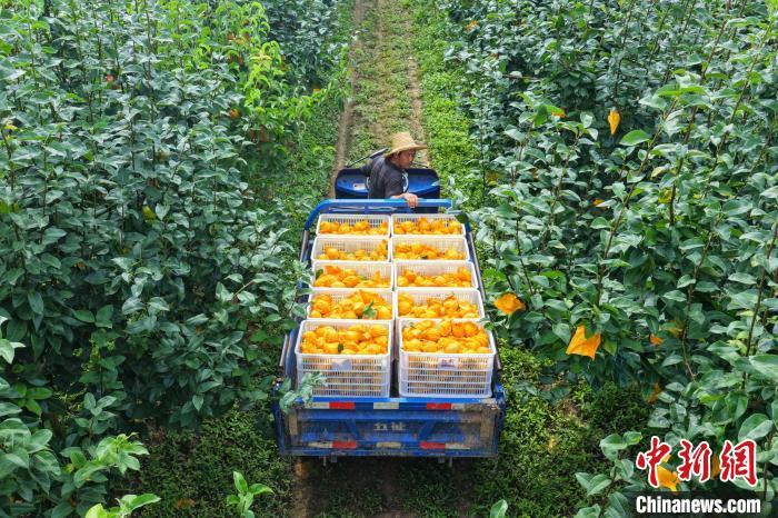 湖北枝江：以“梨”为媒铺就乡村振兴路
