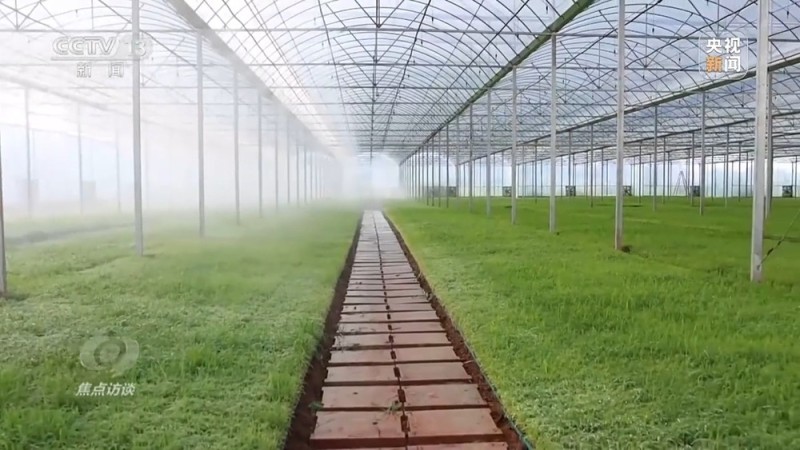 焦点访谈丨良田+良种+良机+良法 来看各地保丰收秘籍