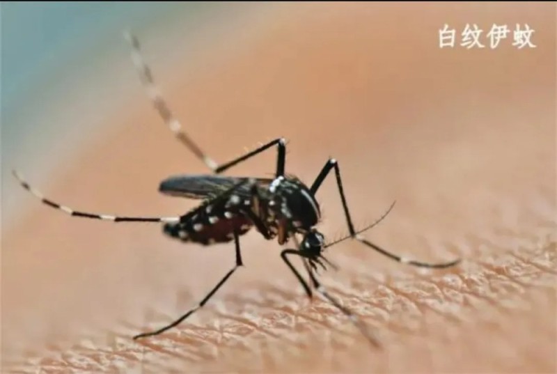 北京疾控发布预防基孔肯雅热健康提示