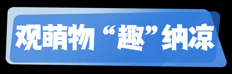 总台周末看点丨三伏凉方